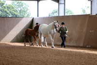 Class 1A & 1B - ID Brood Mare, foal