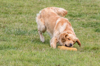 Gun Dog Display