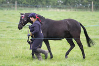 In Hand Class 14 - Best mare/gelding
