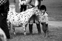BSpPS Breed Show - Showground