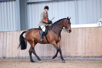 Class 8 - Show Hunter Horse