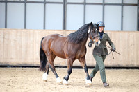 Class 14 - in-hand veteran 25 yrs+