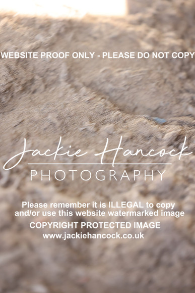JHP50186