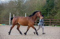 Class 2 - Youngstock