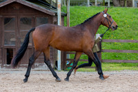 Class 3a - Prettiest Mare