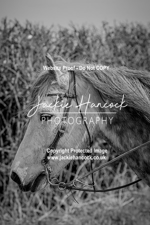 114651-UCP-PFR-2
