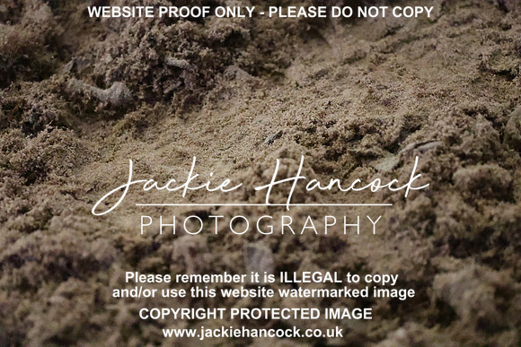 R6JH0051