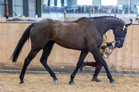 Class 5 - in-hand hunter/riding horse