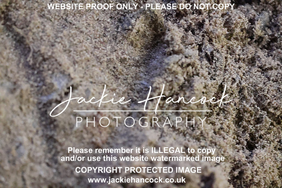 R5JH0265