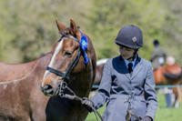 Classes 17 & 18 (Best Mare, Gelding)