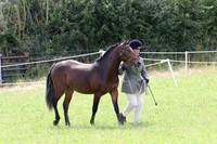 In Hand Class 10 Youngstock