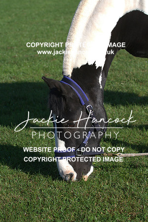 JHP20033