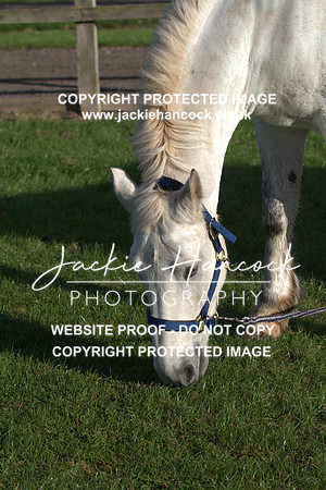 JHP20010