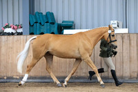 Class 3a - Handsome Gelding