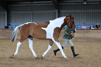 Class 7 - ID Sport Horse