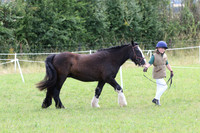 In Hand Class 18 MareorGelding