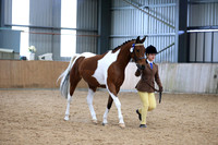 Class 9 - In hand Coloured & Spotted