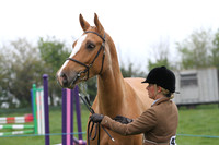 In Hand Class 8 - Best Turned out