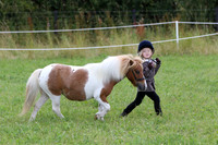 In Hand Class 13 Young Handler