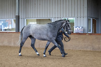 Class 4 - ID Sport Horse Youngstock