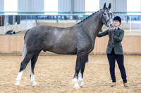 Class 4 - in-hand Novice