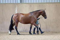 Class 3 - ID Pure Bred Youngstock