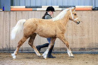 Class 1 - in-hand youngstock