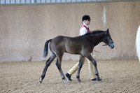Class 2A & 2B - Broodmare with foal at foot, youngstock